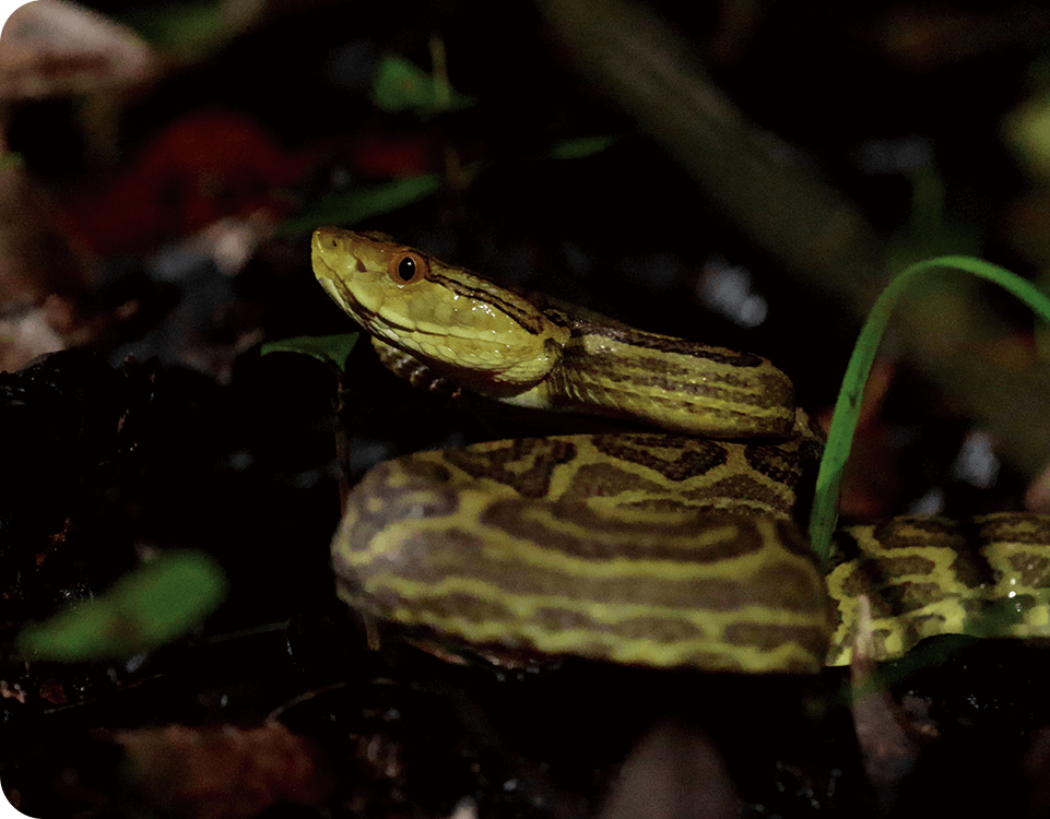 ハブを頂点とする 特異な生態系