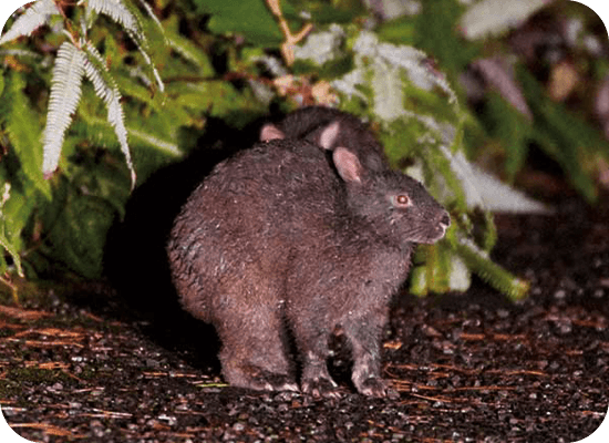 ハブを頂点とする 特異な生態系