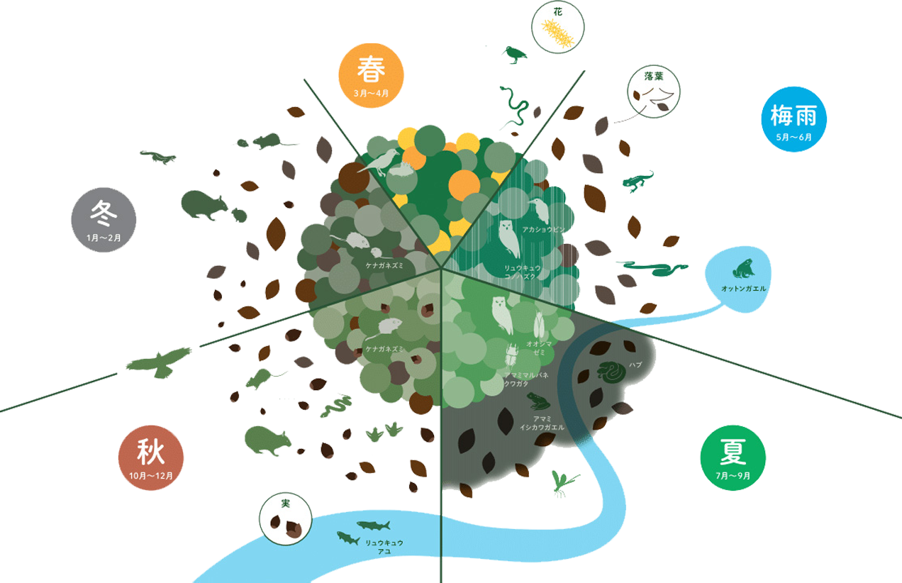 树林生物们的季节活动