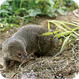 Activities and achievements of Amami Mongoose Busters