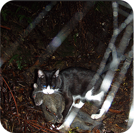 The counterplan towards the issue of feral cats
