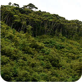 지속 가능한 삼림 경영